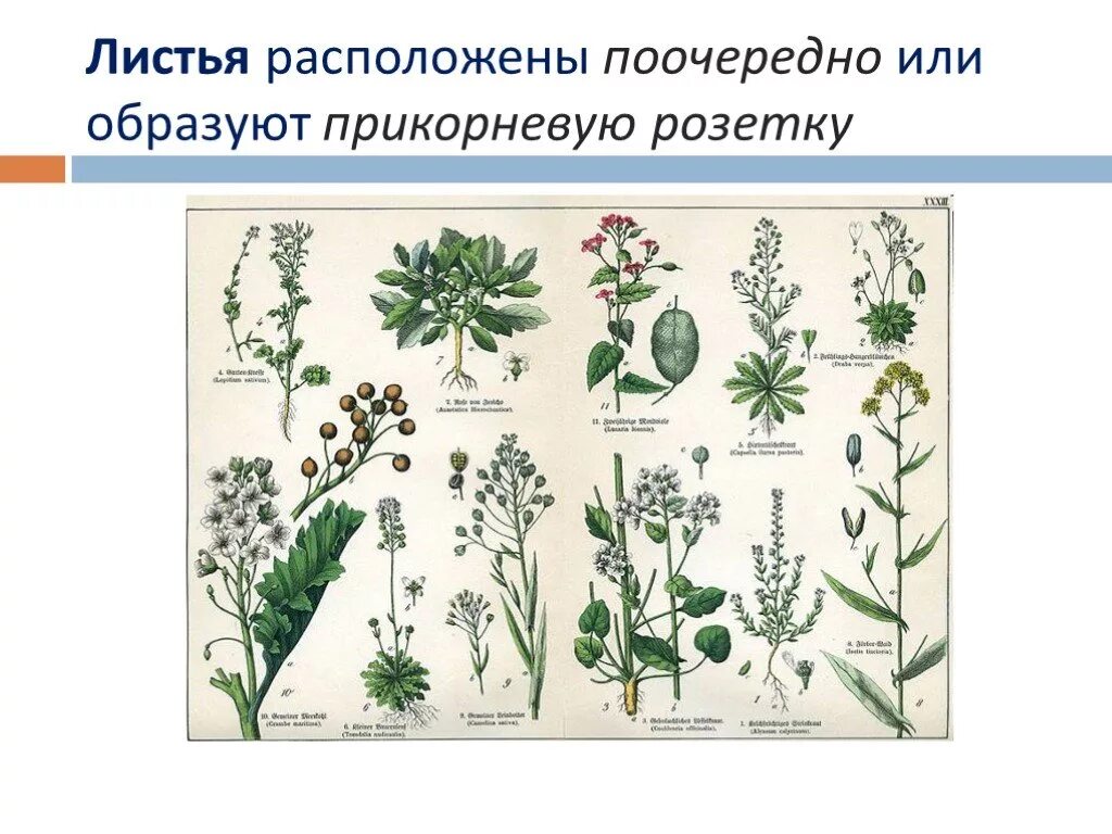 Семейство крестоцветные листья. Розеточные листья крестоцветные. Листья собраны в прикорневую розетку. Листорасположение крестоцветных.