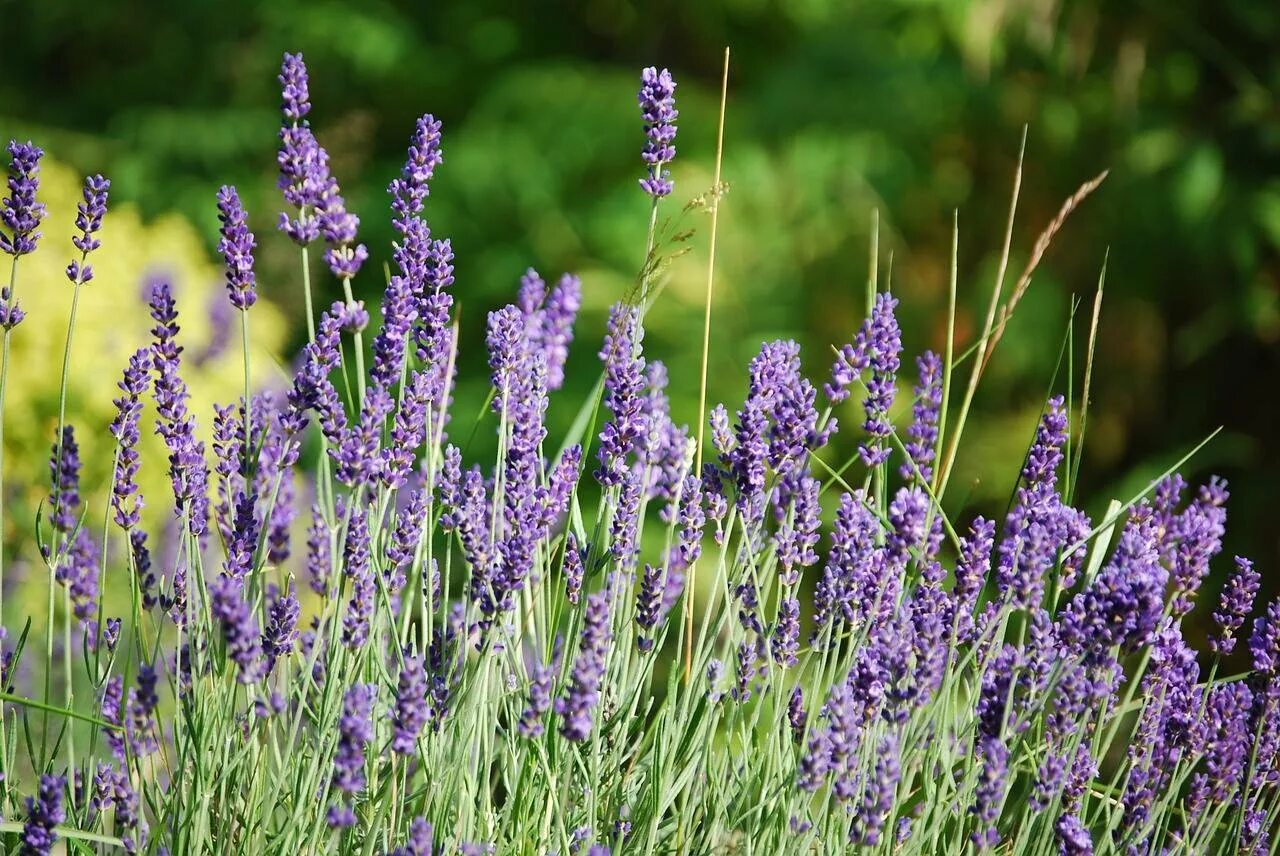 Цветок с фиолетовыми цветочками. Lavandula officinalis. Лаванда пурпурный Колос узколистная. Лаванда Фрагрант. Полевой цветок Медовник сиреневый.