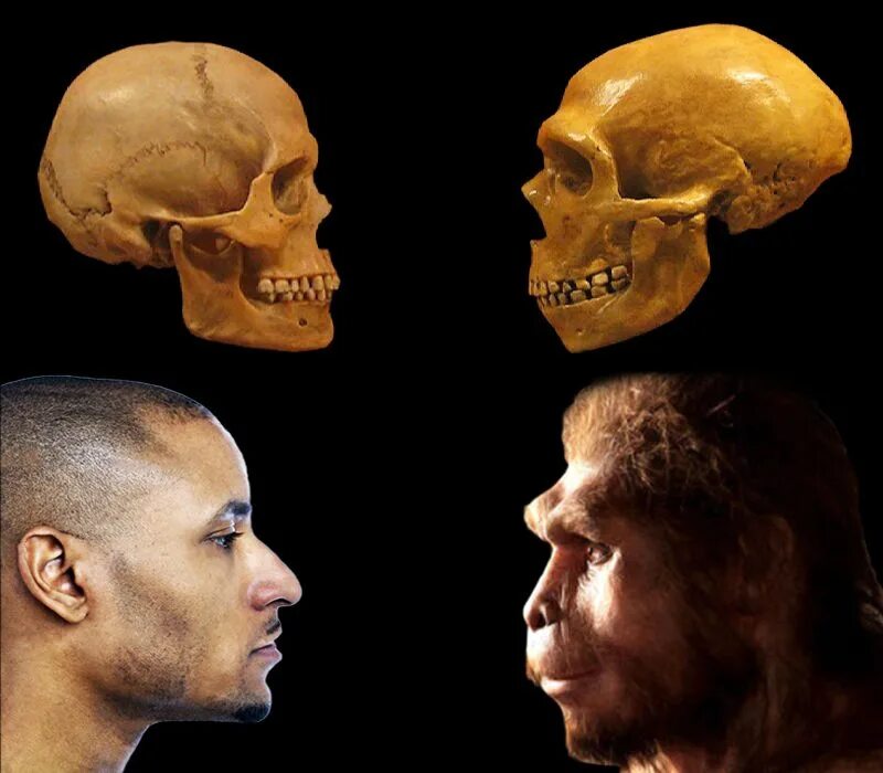 Человек разумный homo sapiens. НОМО sapiens. Human h