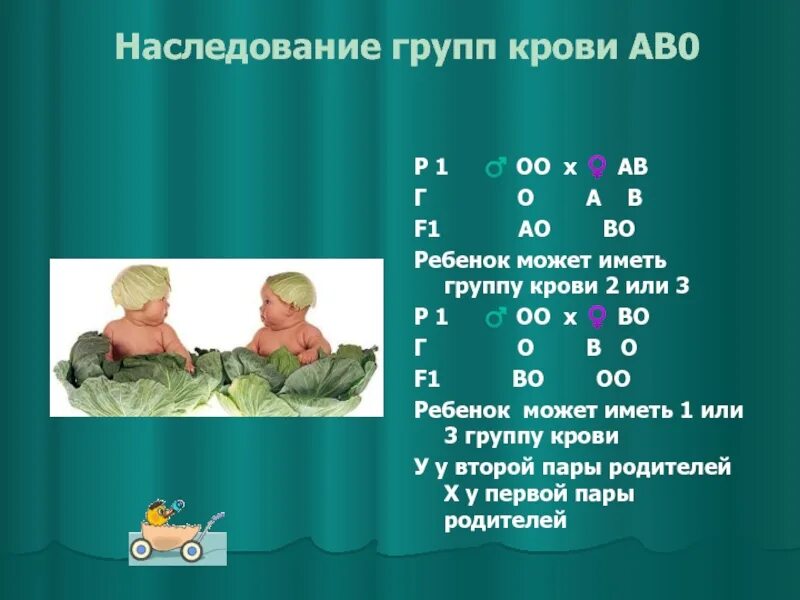 Наследование групп крови ребенком. Наследование групп крови. Наследование групп крови ab0. Наследование группы крови АВО. Презентация на тему наследование групп крови.