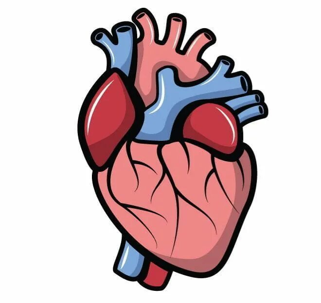 Орган сердце человека рисунок. Мультяшное человеческое сердце. Человеческое сердце вектор.