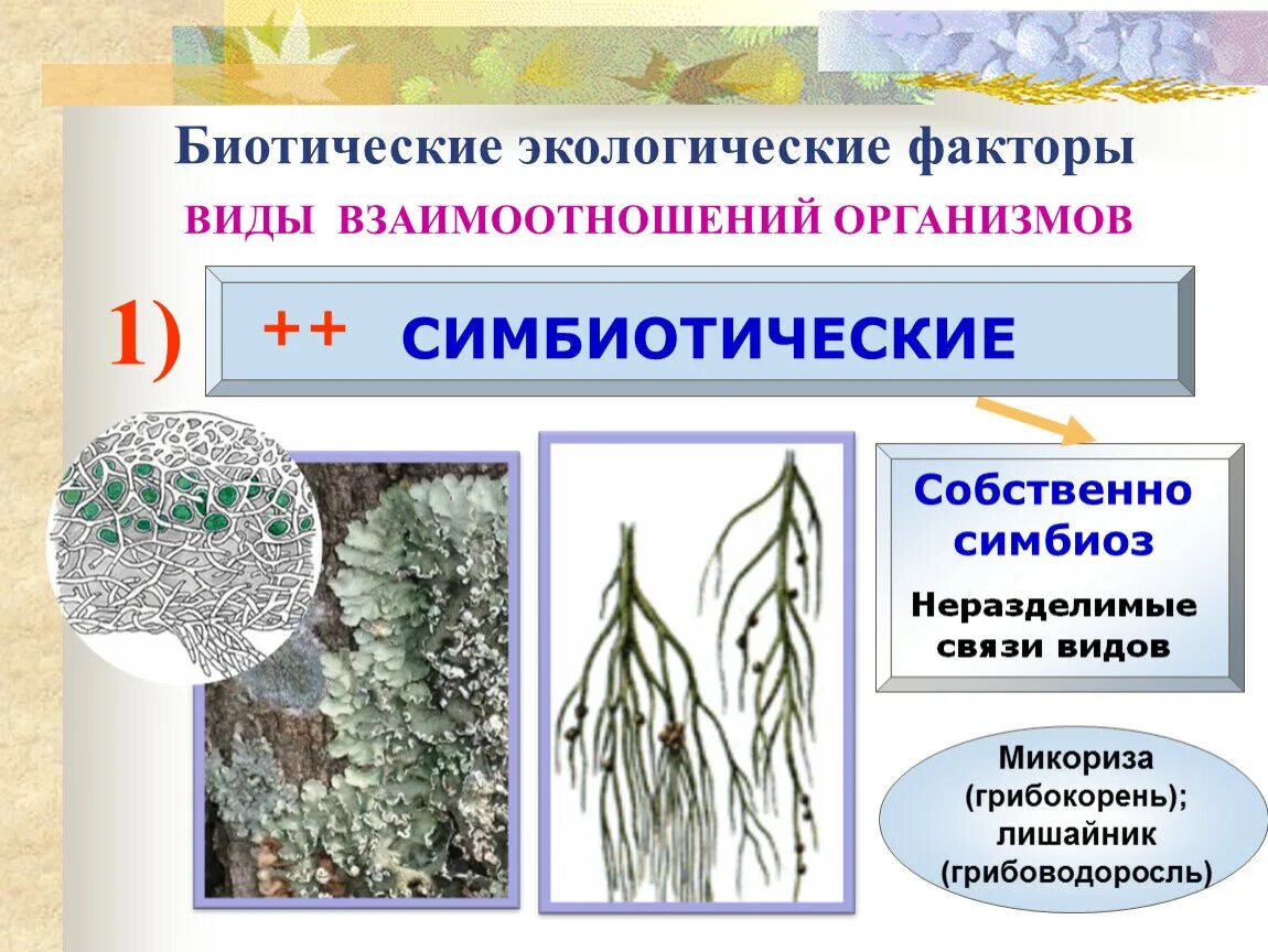 Форма симбиоза организмов. Виды взаимодействия между организмами. Межвидовые взаимоотношения организмов. Типы биотических взаимоотношений. Биотические взаимоотношения организмов.