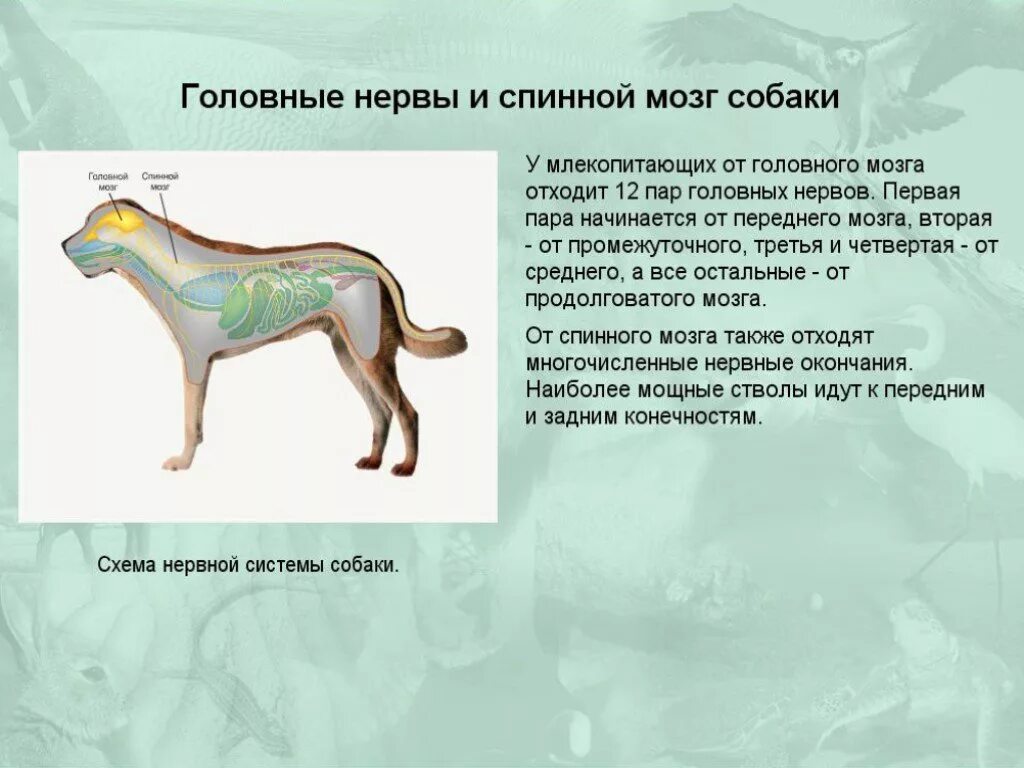 Особенности внешнего строения животных