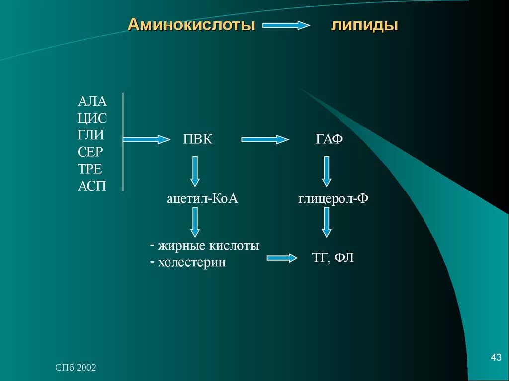 Цис ала. Взаимосвязь липидов и аминокислот. Аминокислоты липиды. Взаимосвязь обмена аминокислот и липидов. Взаимосвязь метаболизма аминокислот и липидов.