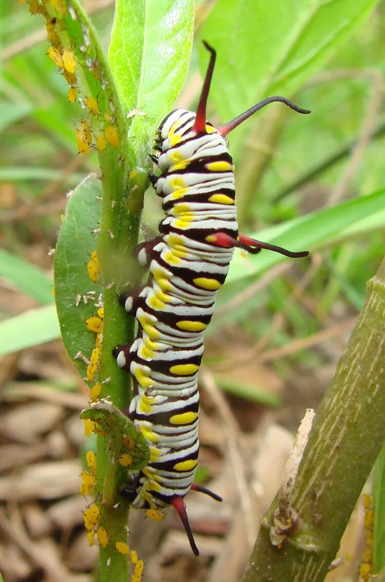 радужный кузнечик dactylotum bicolor. углокрылый кузнечик. гигантский конек tropidacris collaris. гусеница саранчи. гусеница кузнечика.