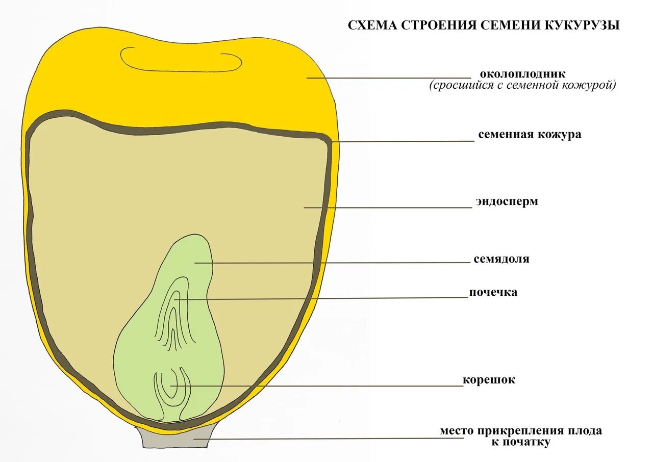 Семя внешнее и внутреннее строение. Строение семени зерновки кукурузы. Структура зерновки кукурузы. Строение семян однодольных растений кукурузы. Строение зерновки кукурузы биология.