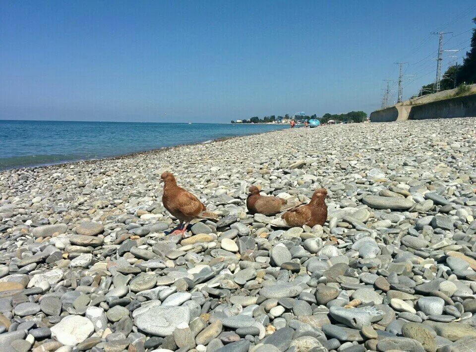 Нудистский пляж в сочи. Натуристский пляж Лазаревское. Нудиский пляж Сочи. Пляж Спутник Сочи нудийский. Лазаревское нудиский пляж.