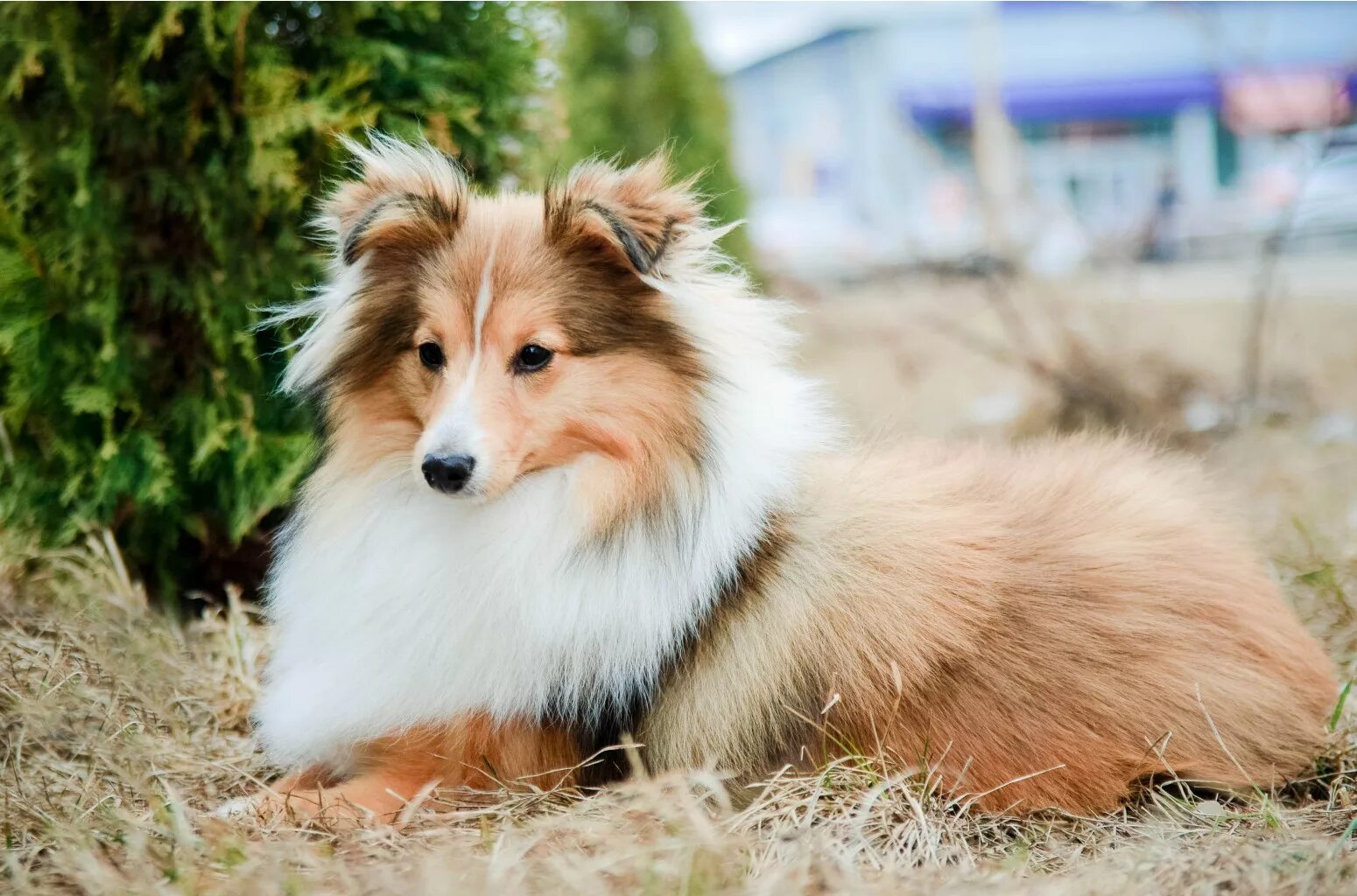 Ркф короткошерстный колли. Шелти. Колли рыжая длинношерстная. Щенки колли москва. Раф колли.