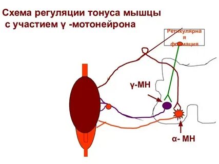 Регуляция мышечного