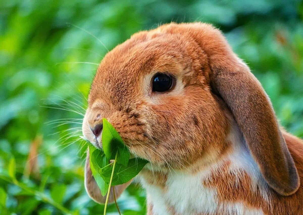 Animals rabbit. Кролик. Милый кролик. Самые красивые кролики. Морда кролика.