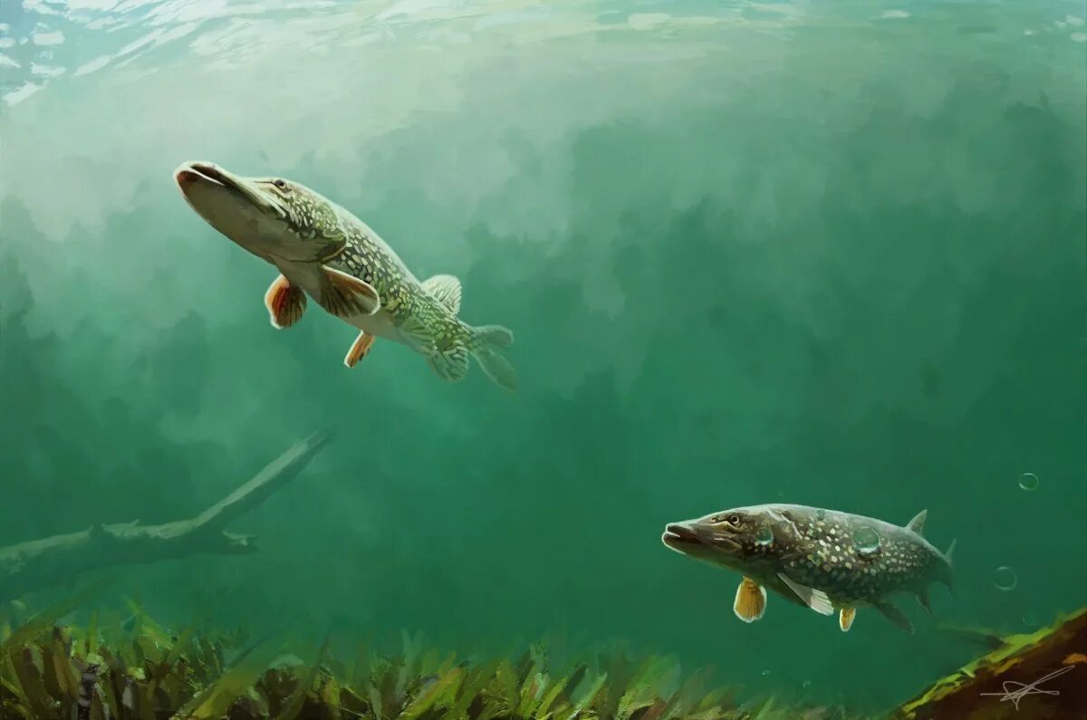Щука в пруду. Щука под водой. хищная речная рыба. красивая щука. щука в корягах.