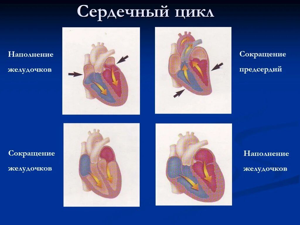 Сердечный цикл. Схема сердечного цикла. Сердечный цикл предсердия. Сердечный цикл сокращение предсердий. Расслабление предсердий и желудочков