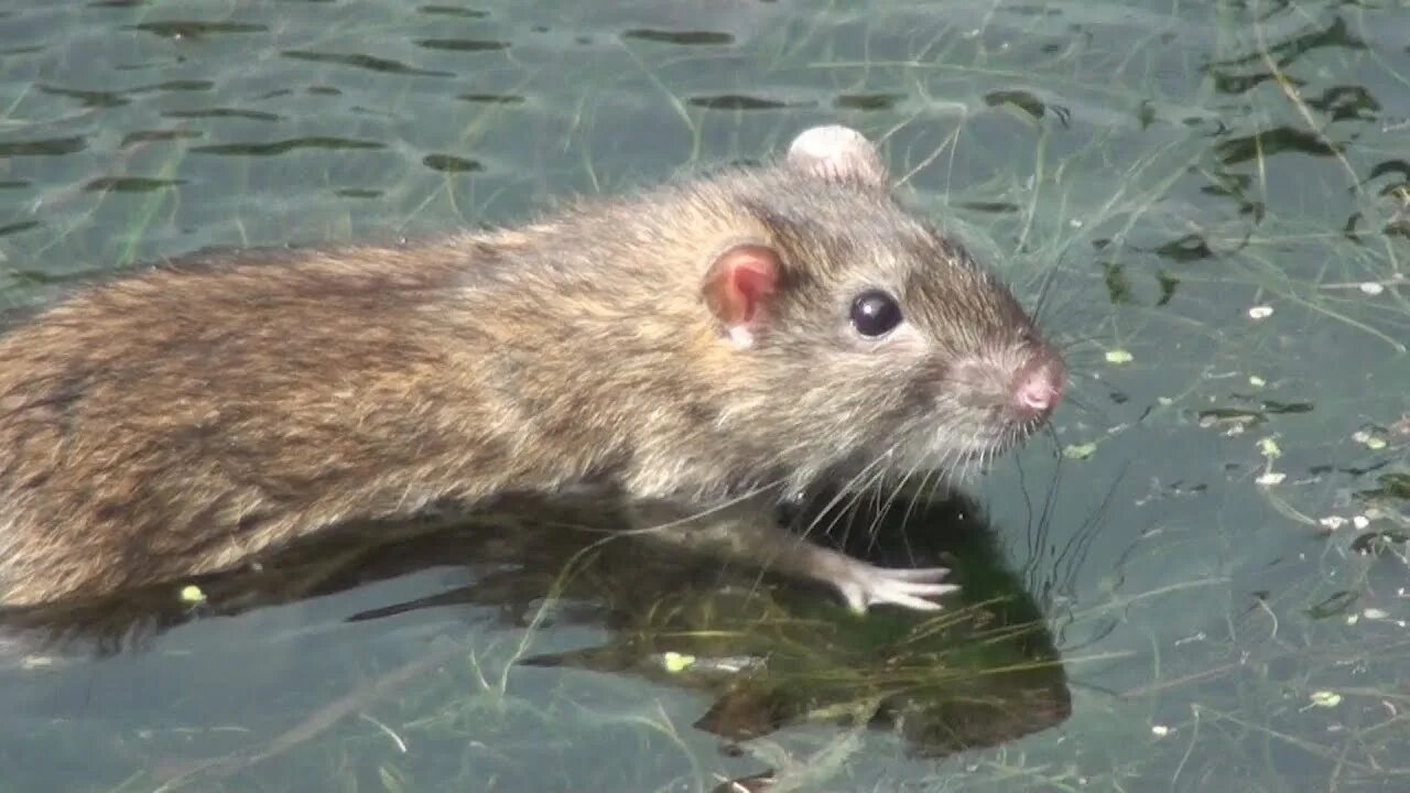 Водяная полёвка водяная крыса. Крыса полевка ондатра. Мышь полевка водяная. Водяная полёвка и ондатра.
