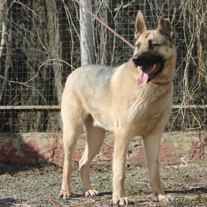 овчаркоманда спб