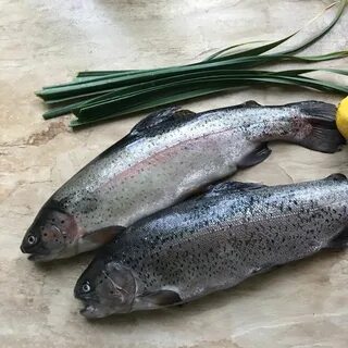 Форель живая