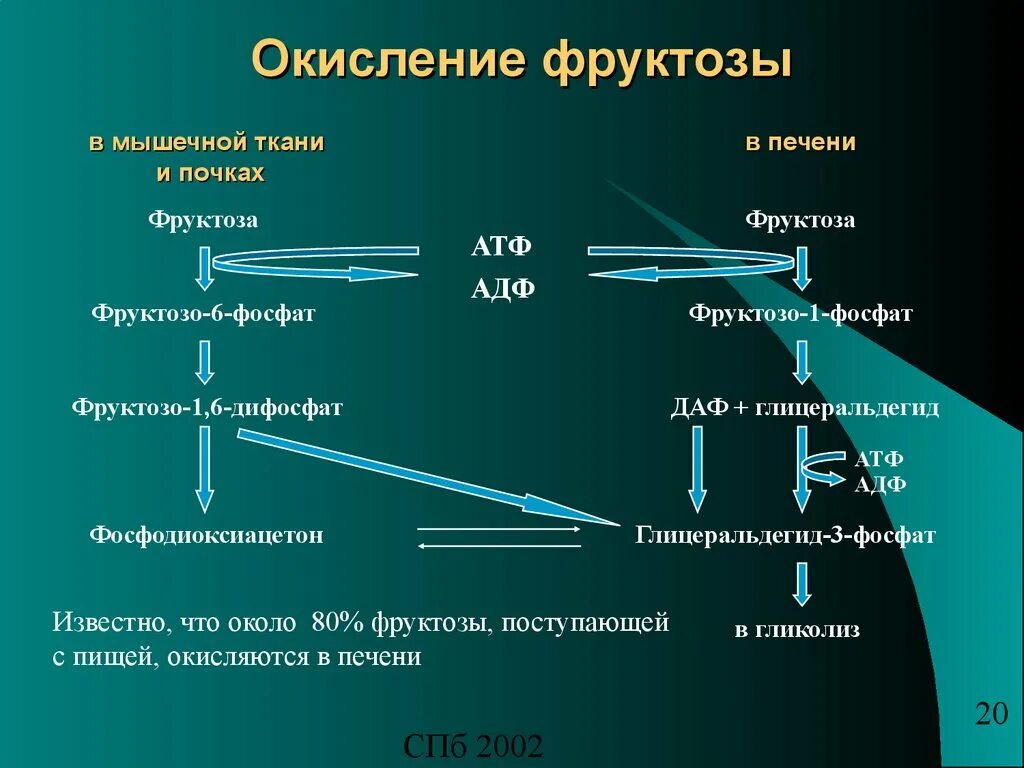 Процесс окисления фруктозы