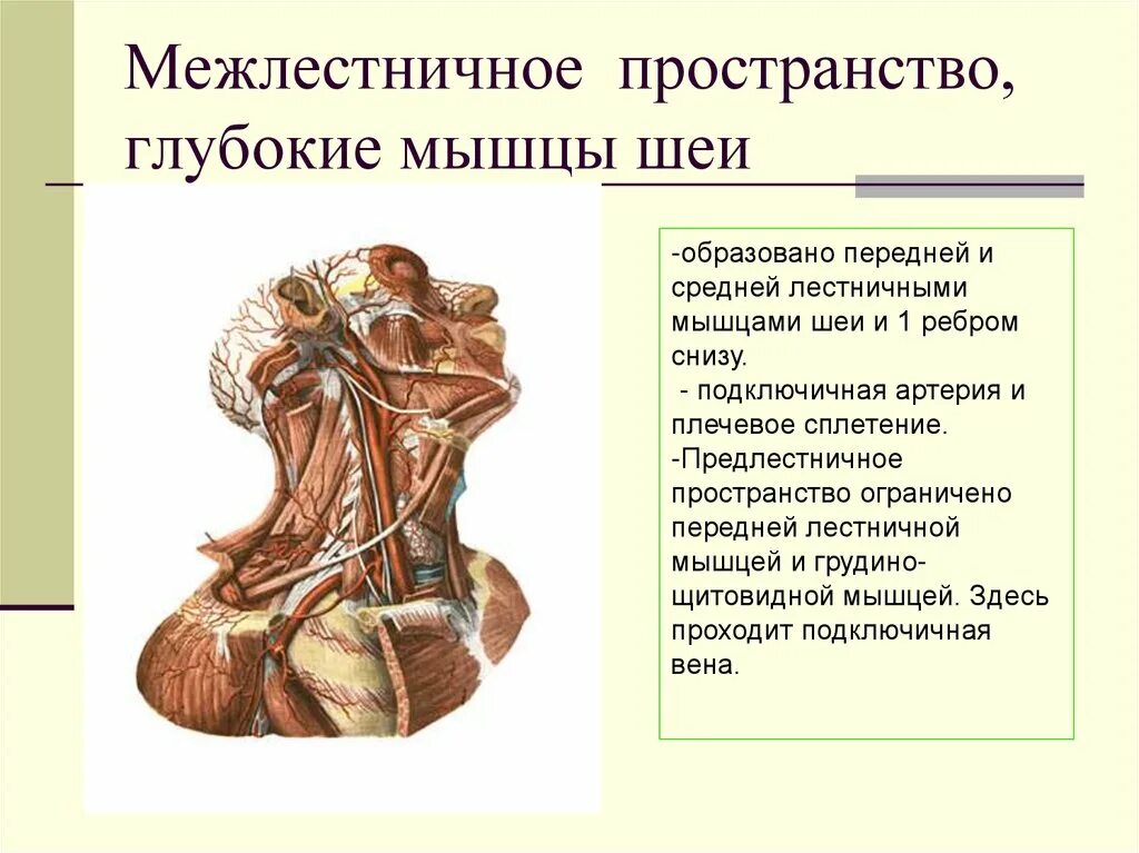 Лестничный треугольник шеи. Топографическая анатомия предлестничного промежутка. подключичная артерия межлестничное пространство. предлестничное пространство шеи топографическая анатомия. межлестничное пространство анатомия.