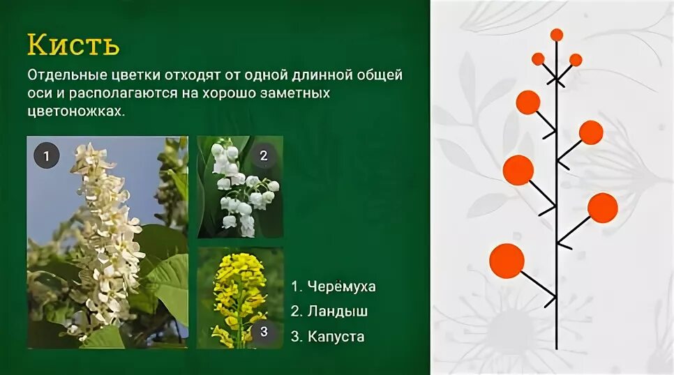 Схема соцветия завиток. Название растения с соцветием кисть. 7 соцветие кисть. 7 соцветие кисть. Соцветие метелка розоцветные.
