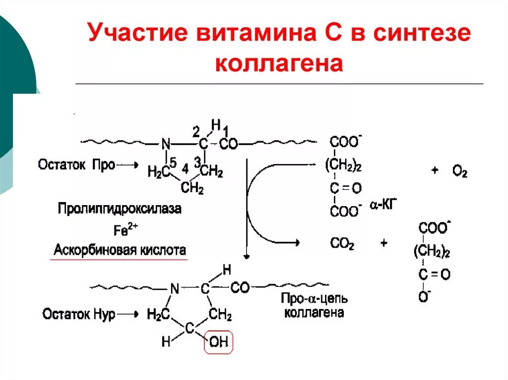 Синтез коллагена витамин