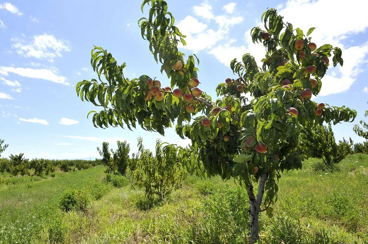 Плодовый мир. Нектарин дерево. Персик обыкновенный дерево. Нектарин высота дерева. Персиковое дерево с плодами.