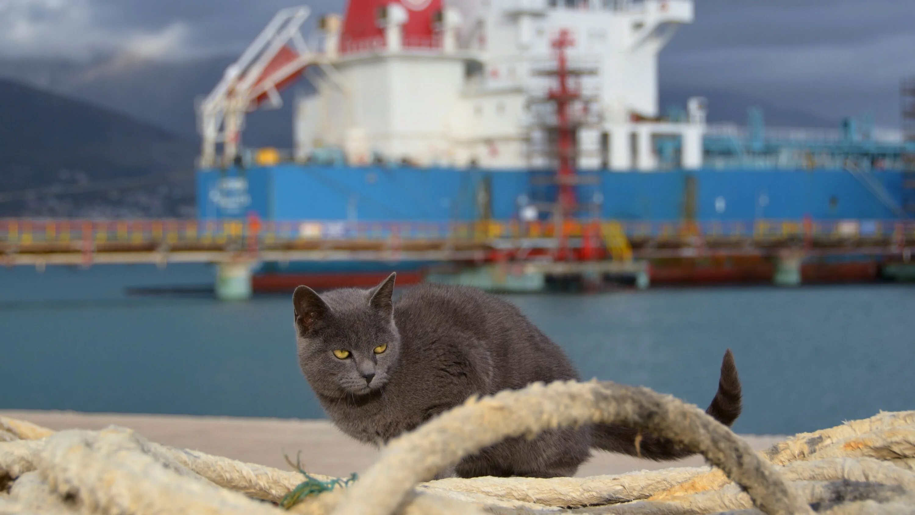 Котов корабль в честь кого назван. Кошка на корабле. Морская кошка. Корабельные коты. Кот на паруснике.