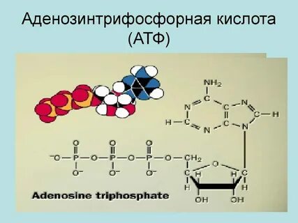 Строение и функции атф конспект