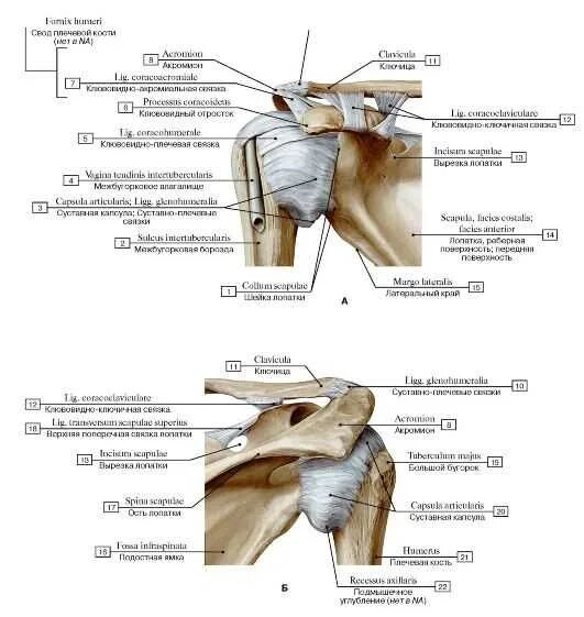 Анатомия плечевого сустава. Мышцы и связки плечевого сустава сзади. Строение плечевого сустава вид сзади. Связочный аппарат плечевого сустава. Строение плечевого сустава вид спереди.