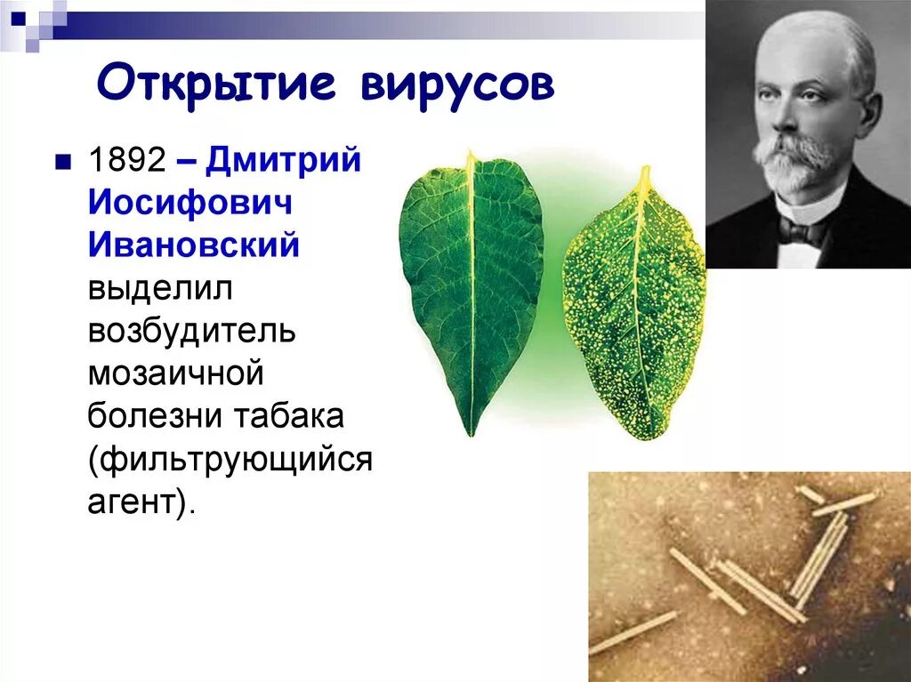 История первых вирусов. История открытия вирусов ивановский. вирус мозаичной болезни табака ивановский. мозаичная болезнь табака возбудитель. мозаичная болезнь табака ивановский.