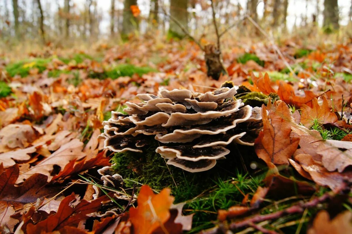 Download wallpaper white, nature, mushroom, oak leaves, autumn in the forest, se