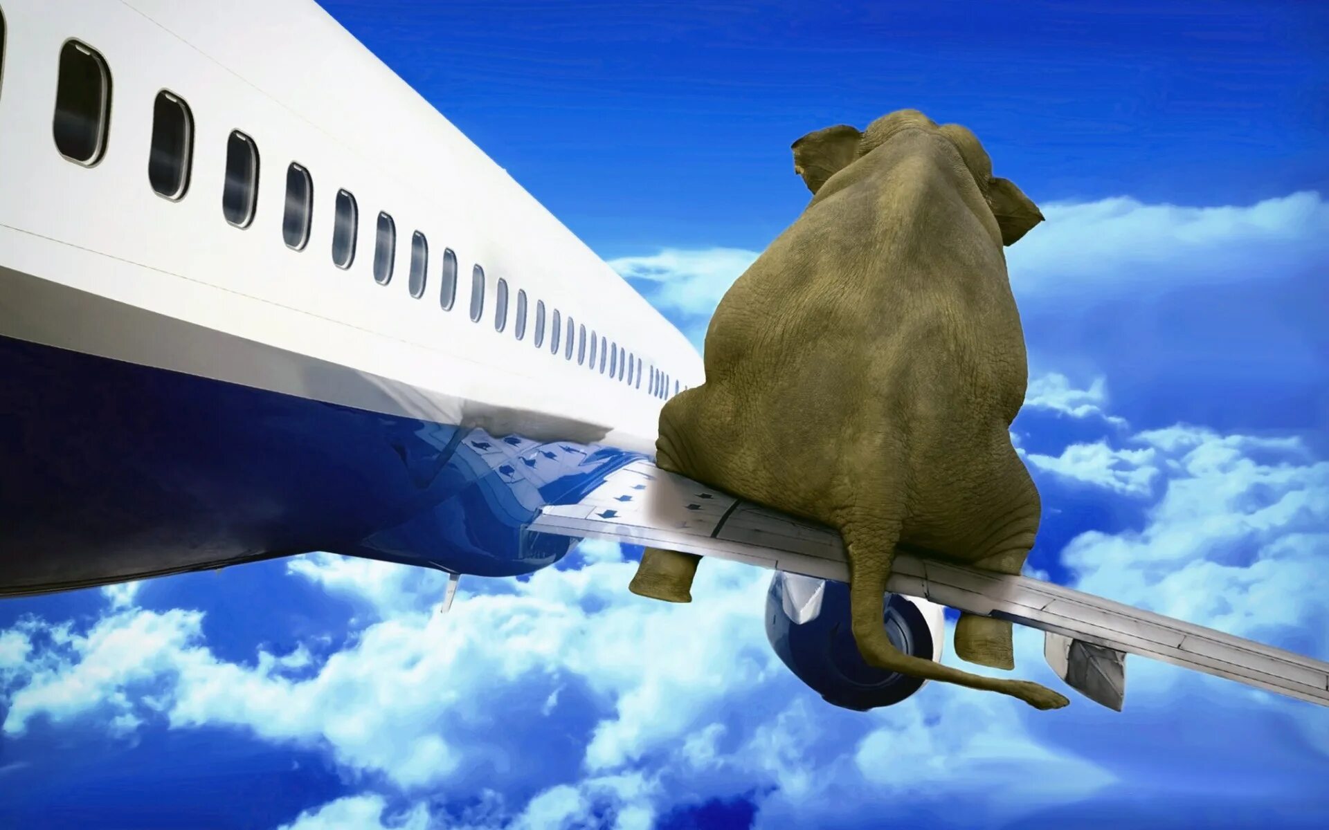 Что пожелать человеку на самолете. Счастливый самолет. Смешные самолеты. Летающий слон. Обои самолет.