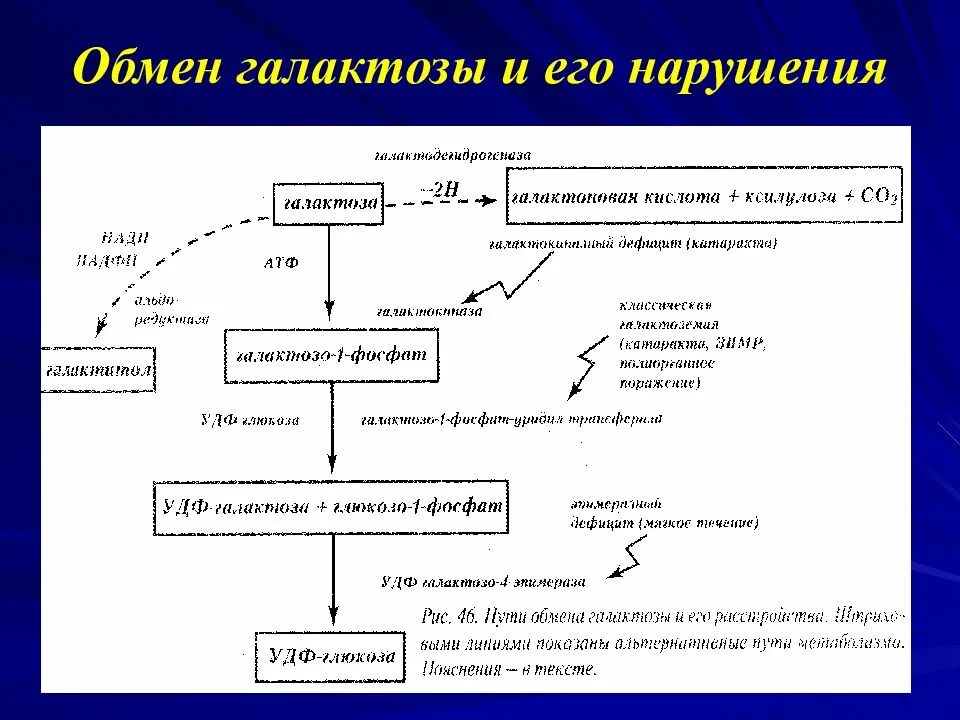 Обмен фруктозы и галактозы в печени биохимия. Метаболизм галактозы в печени. Схема метаболизма галактозы. Нарушение обмена галактозы. Обмен фруктозы