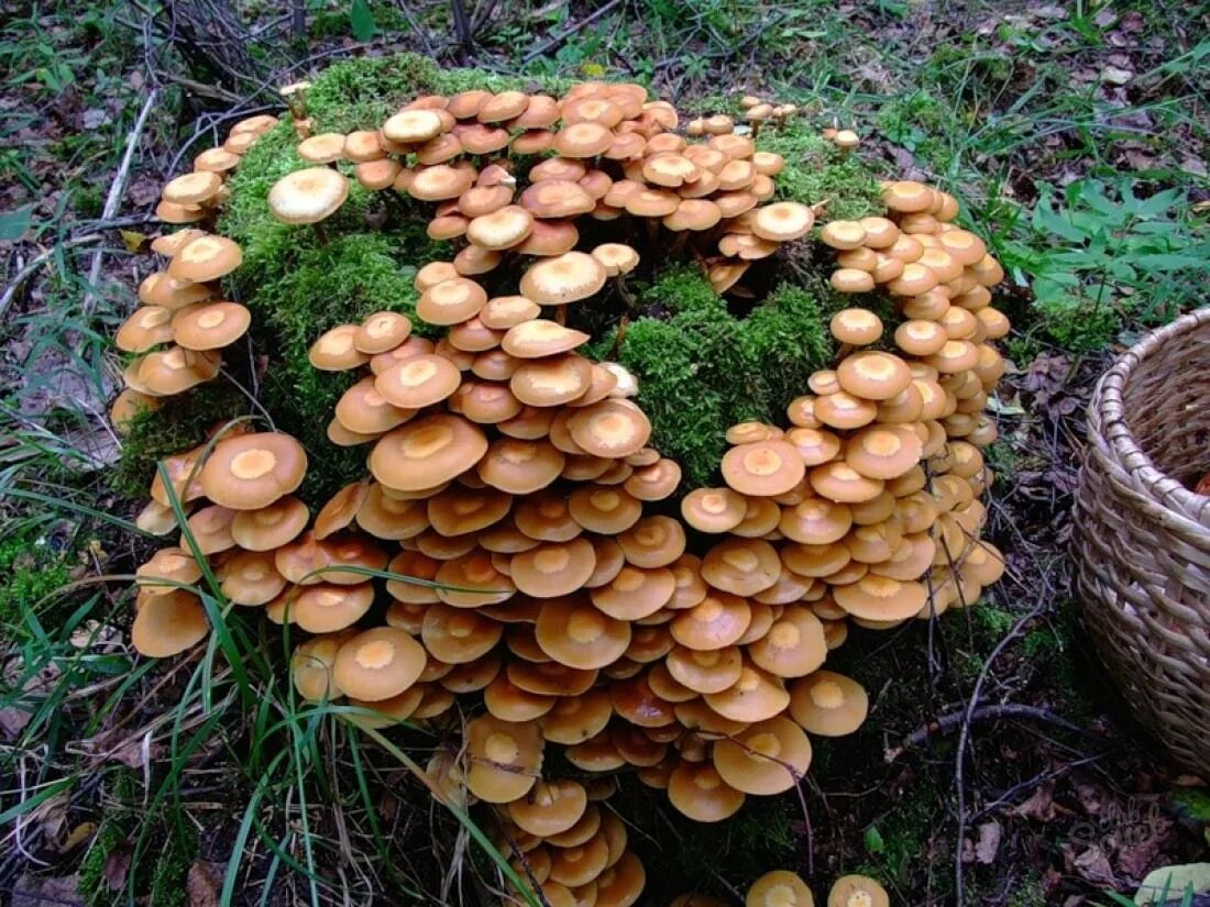 Как вырасти грибы на даче. Опята грибы. Опёнок осенний (Armillaria mellea). Пневые опята. Пеньковые опята съедобные.