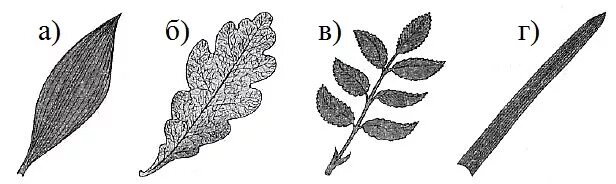 Отметьте лист с дуговым жилкованием. Биология 6 класс жилкование листа тест. Овальные перистые листья. Типы листьев. Тест по биологии тема лист