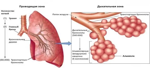 Рисунки ацинус легкого (50 фото)