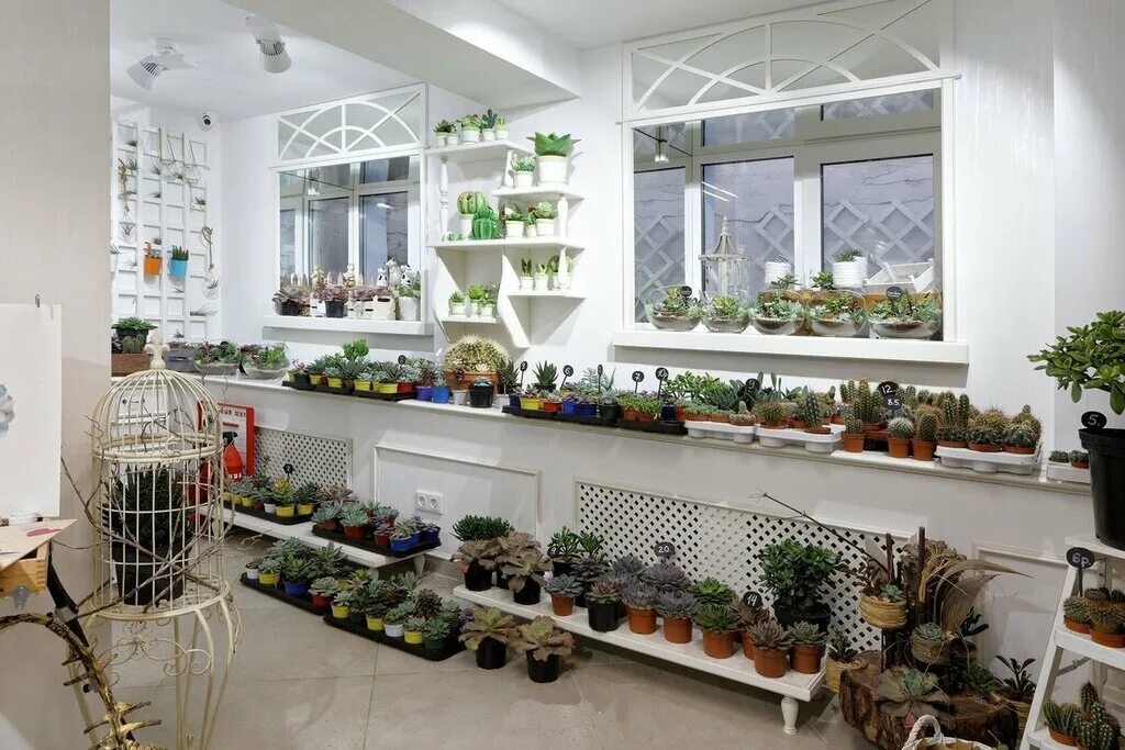 Дом цветов минск. Магазин растений минск. роза стоун цветы. магазин роуз березники.