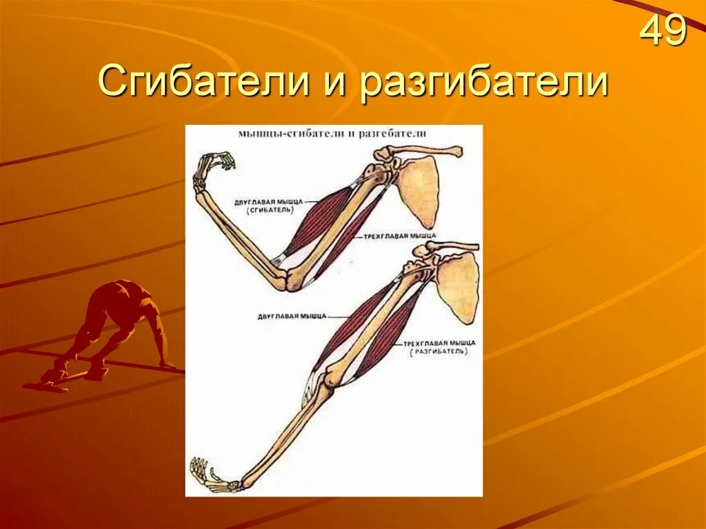 Мышцы сгибатели и разгибатели пальцев. Мышцы сгибатели и разгибатели. мышцы сгибатели. мышцы сгибатели и мышцы разгибатели. работа мышц сгибателей и разгибателей.