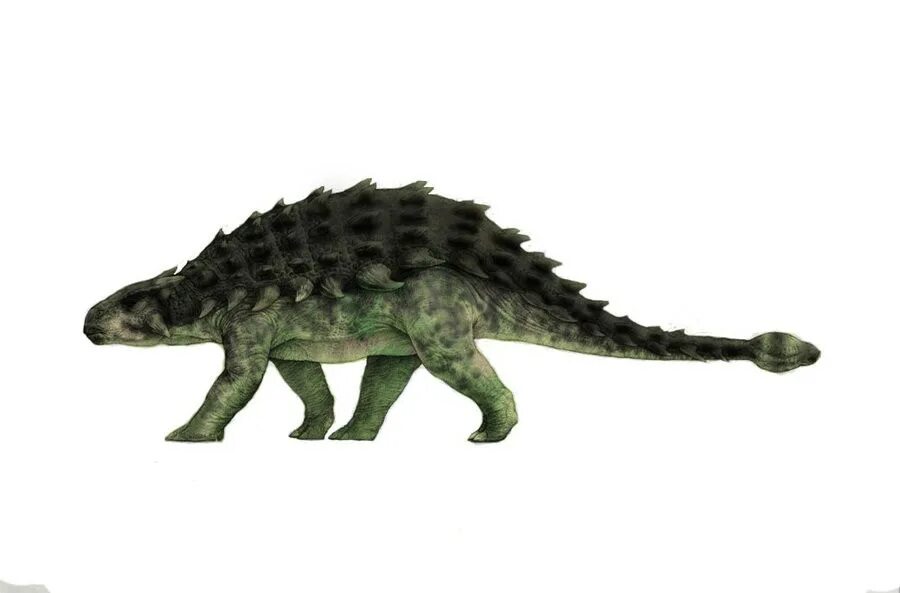 Динозавр анкилозавр. Анкилозавр jurassic park. анкилозавр мир юрского периода. jurassic park 3 ankylosaurus. динозавры мира юрского периода анкилозавр.