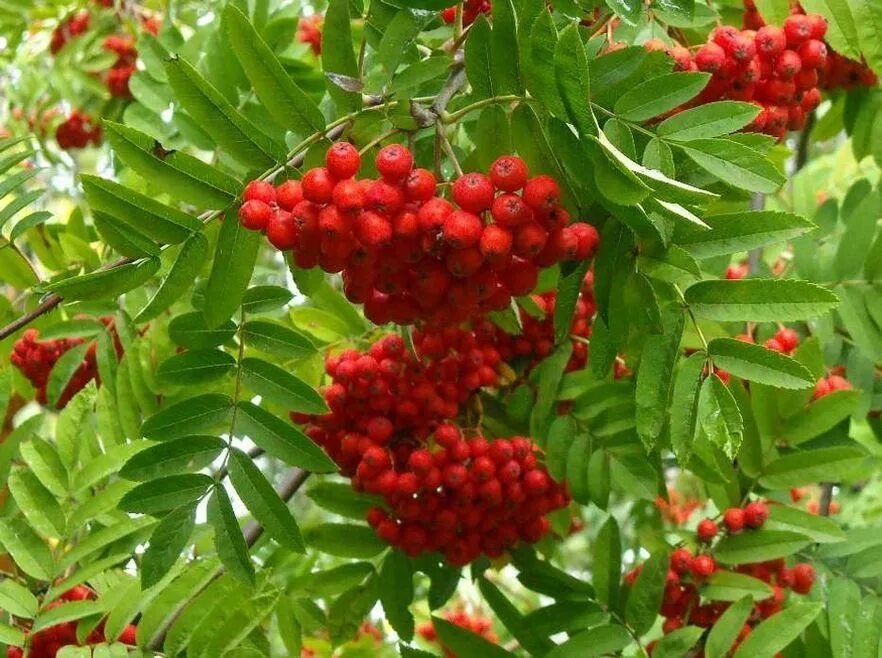 Рябина красная дерево. Рябина Саржента. Рябина дерево. Рябина (Sorbus). Рябины гроздья Алые.