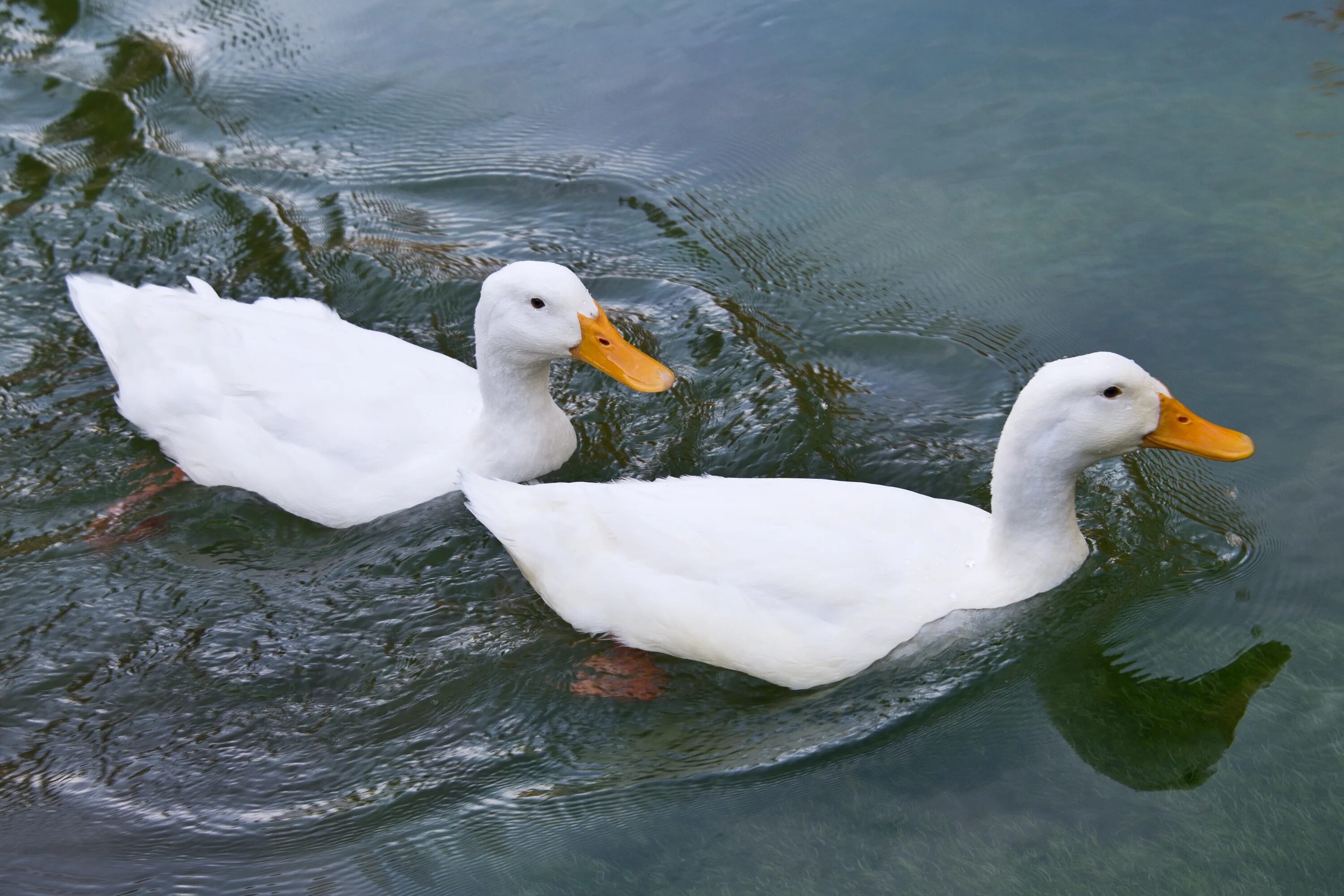 Duck com. Утка черри Велли. Утята черри Велли. Порода уток черри Велли. Белая Московская порода уток.