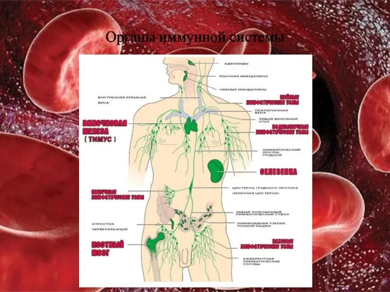 Органы иммунной реакции. Органы иммунной системы. Вторичные органы иммунной системы. Органы иммунной системы коровы. Органы иммунной системы человека рисунок женщина.