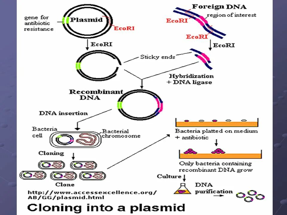 Очистка плазмид. Картирование плазмид. Вирусы и плазмиды. Плазмиды это в генетике. Линейные плазмиды.