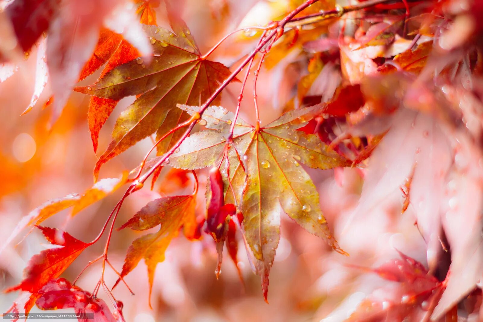 Сырая листва. Дождь осенью. Сухие листья. Сырая листва. Сухая листва осень.