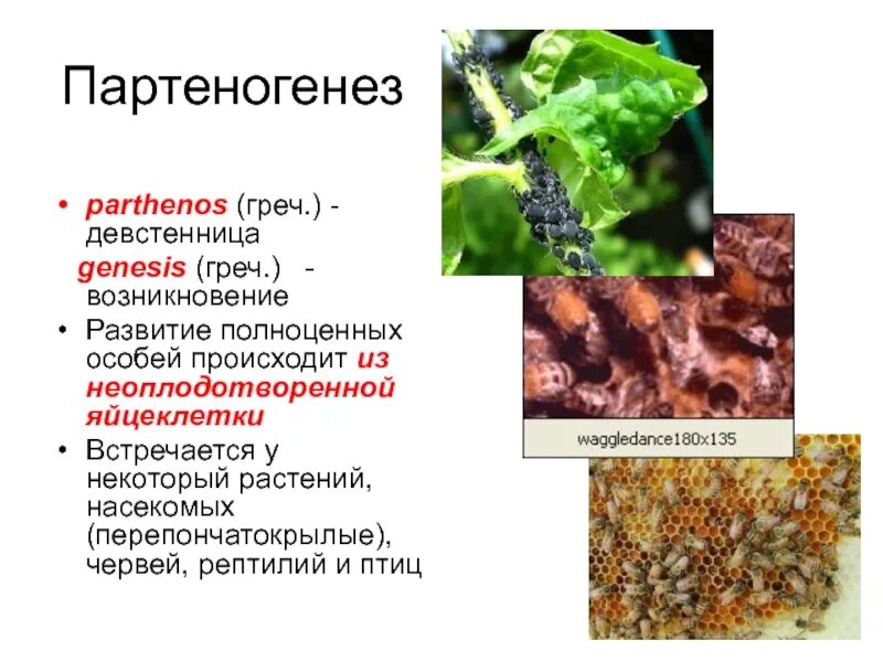 Телитокический партеногенез. Партеногенез размножение. Партеногенез у растений. Партеногенетическое развитие.