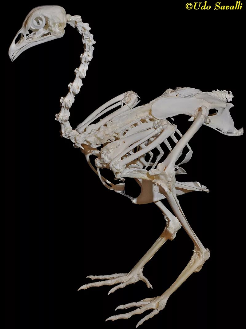 Облегченный скелет. Скелет индюка. Кости курицы скелет. Анатомия индейки кости. Скелет индейки анатомия.