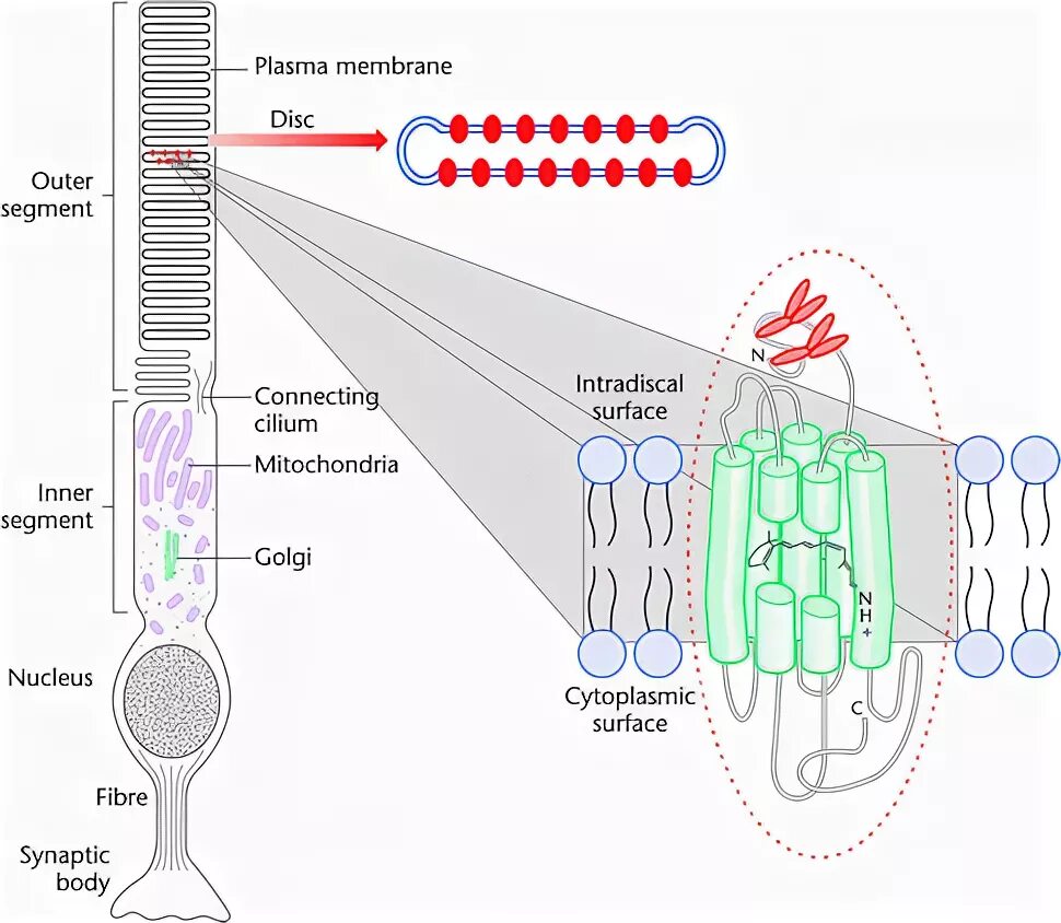 Колбочки родопсин. Родопсин и йодопсин. Палочки пигмент родопсин. Молекула родопсина.