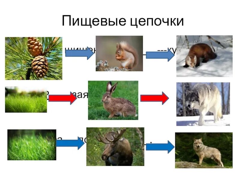Дополнительная общеобразовательная общеразвивающая программа "Диалоги о животных