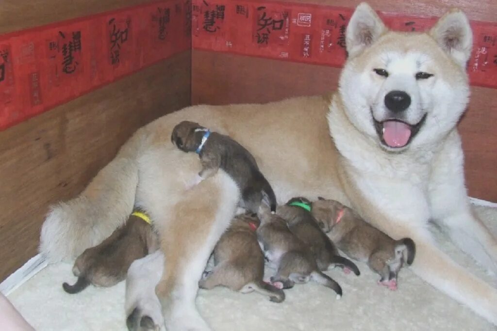 Акита ину самурай. Корм для акита ину. Сиба-ину догги. Течка у сибы. Сиба ину в аджилити.