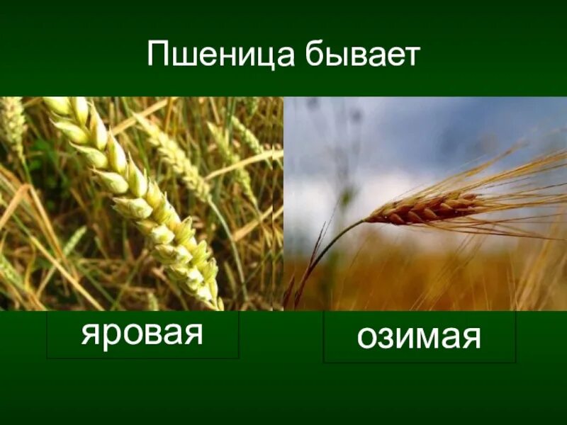 Озимая и Яровая пшеница. Озимая и Яровая пшеница отличия. Озимые и яровые зерновые культуры. Яровые и озимые сельскохозяйственные культуры это.