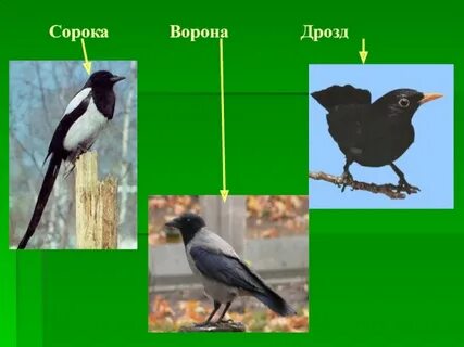 Ворона и сорока