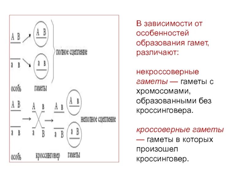 Какое значение имеет кроссинговер при образовании гамет. Некроссоверные гаметы: 2. кроссоверные (рекомбинантные) гаметы:. кроссоверные и некроссоверные гаметы. кроссинговер кроссоверные и некроссоверные гаметы. кроссинговерные гвметы.